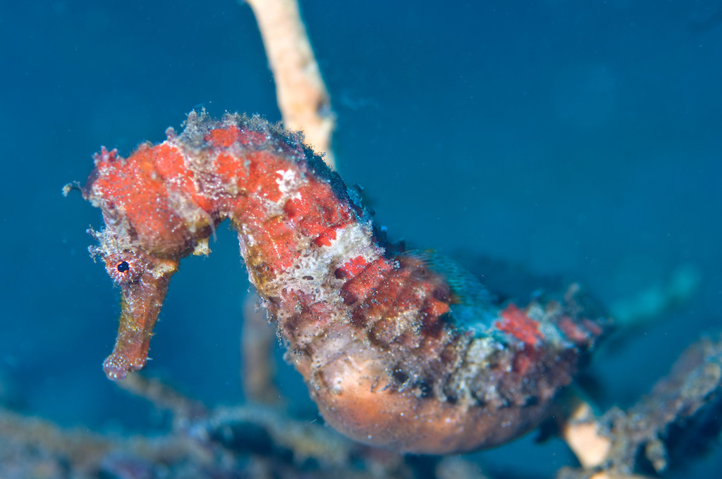 Hippocampe (Hippocampus sp.) © Robert Delfs - WWF