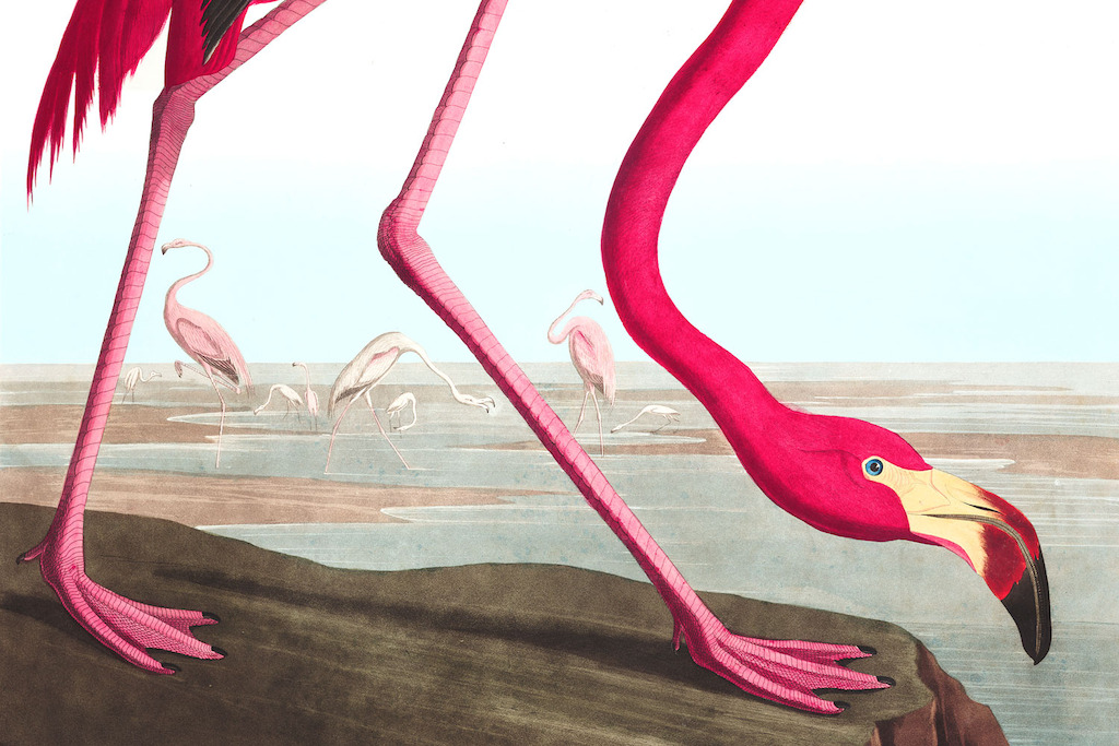 Pink Flamingo