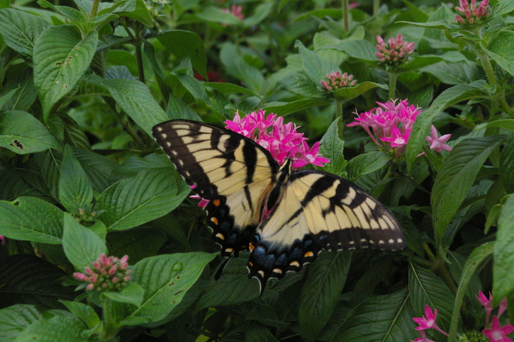Butterfly 1 (photo credit to Pike Nurseries)