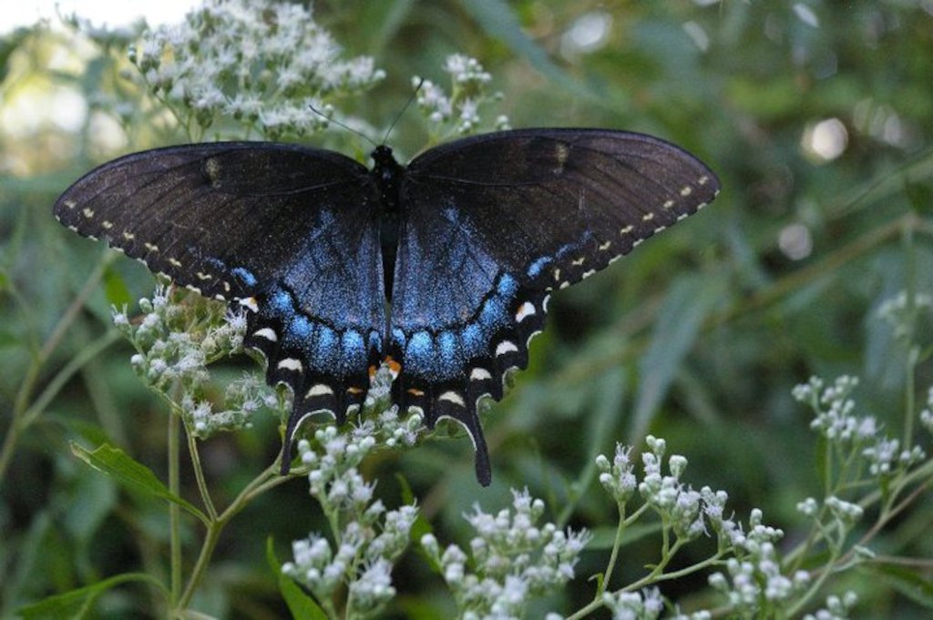 Brownwood butterfly (photo credit to Pike Nurseries)
