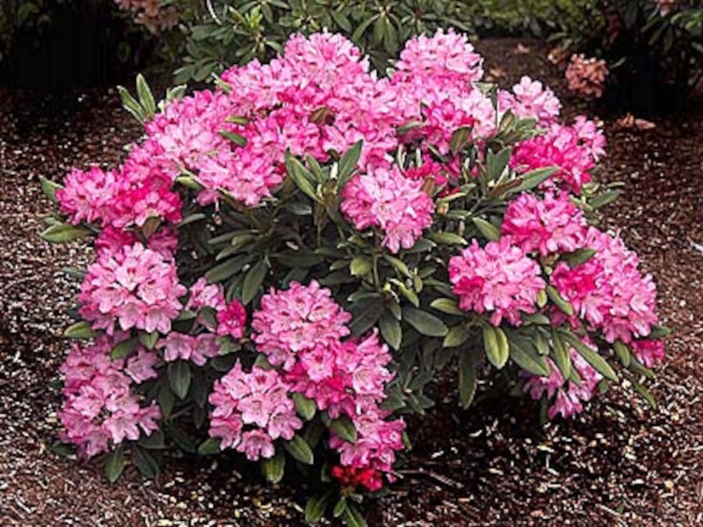 Rhododendron (photo credit Pike Nurseries)