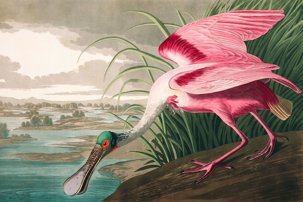 Roseate Spoonbill