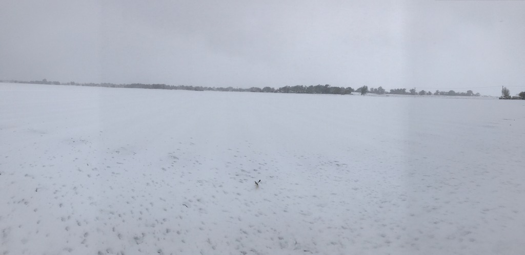 A look at a freshly-planted cantaloupe field. The seeds that haven't sprouted may make it through the storm.