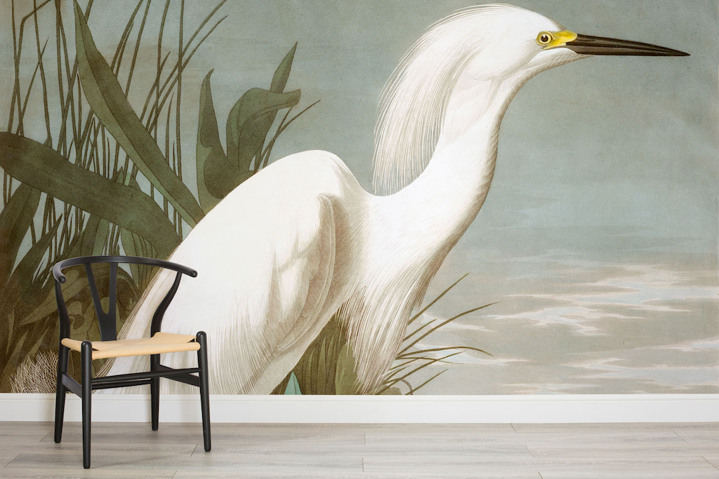 Snowy Heron