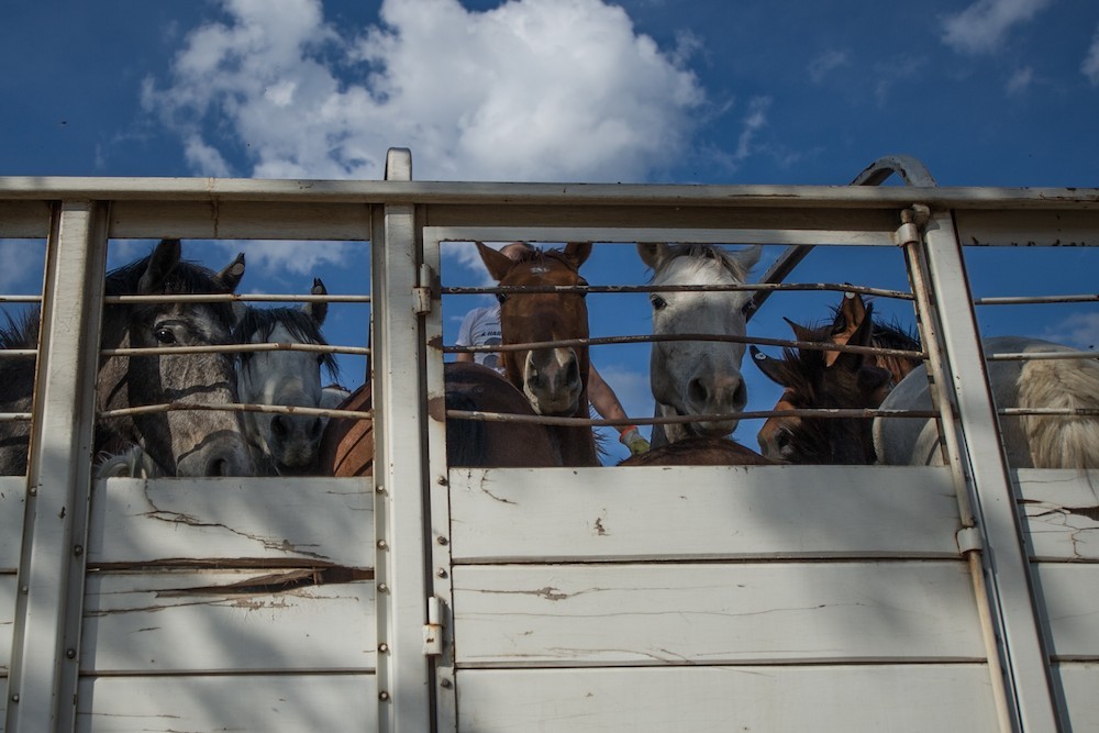 Delhaize stopt met de verkoop van (Latijns)-Amerikaans paardenvlees. Voortaan ligt er enkel nog Europees paardenvlees in de winkelrekken