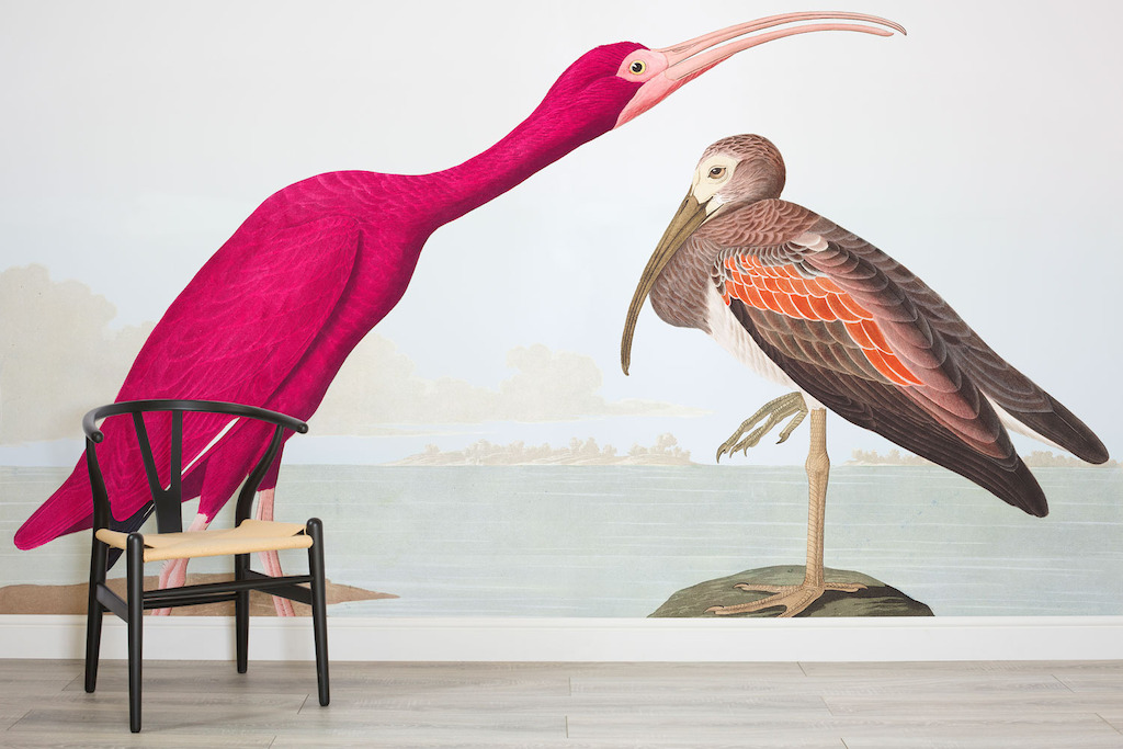 Scarlet Ibis