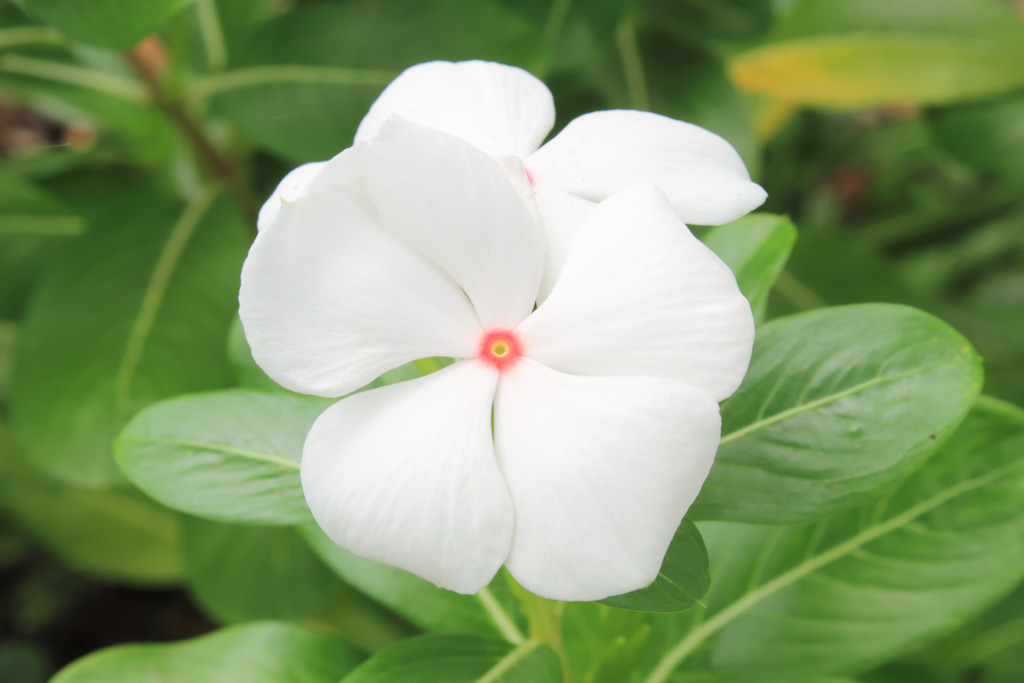 Vinca (photo credit Pike Nurseries)