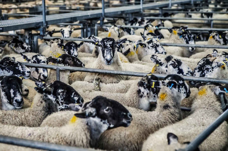 GAIA reageert op labelinitiatief van minister van Dierenwelzijn Ben Weyts