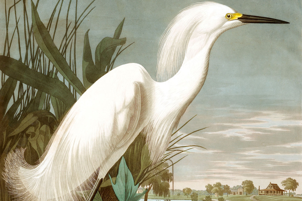 Snowy Heron