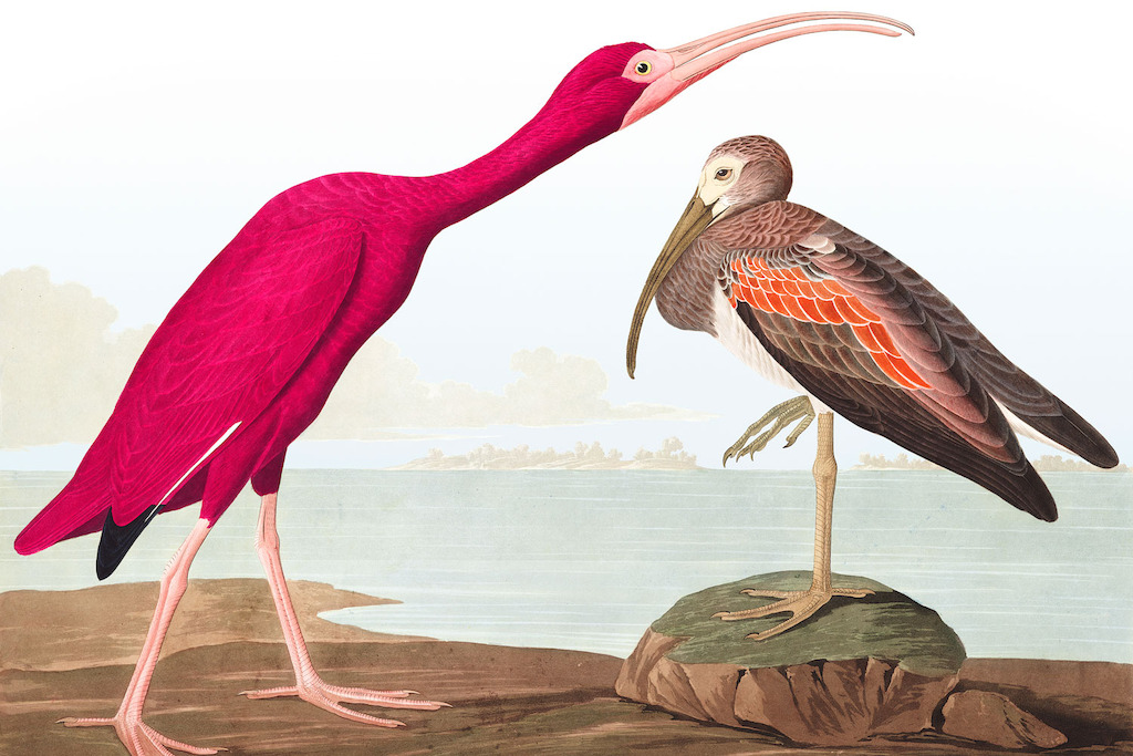 Scarlet Ibis