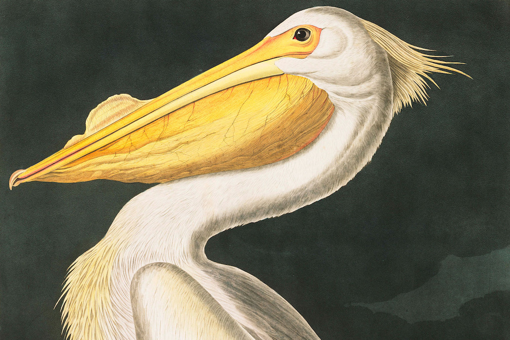 White Pelican