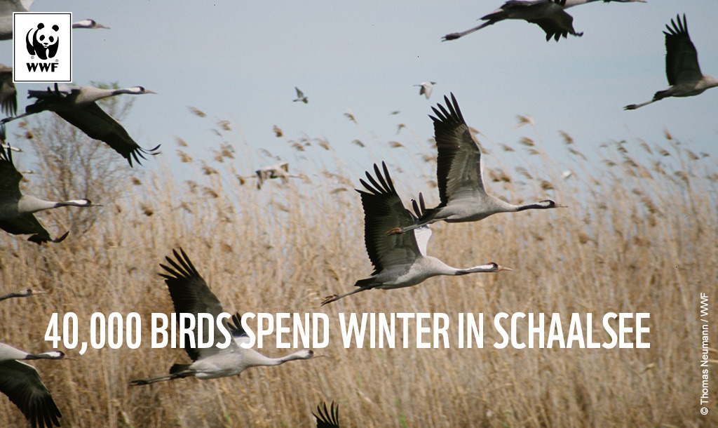 Schaalsee (c) Thomas Neumann WWF