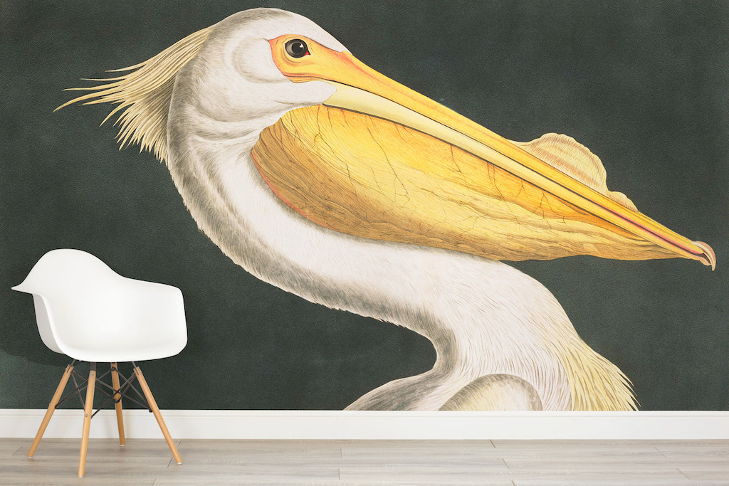 White Pelican