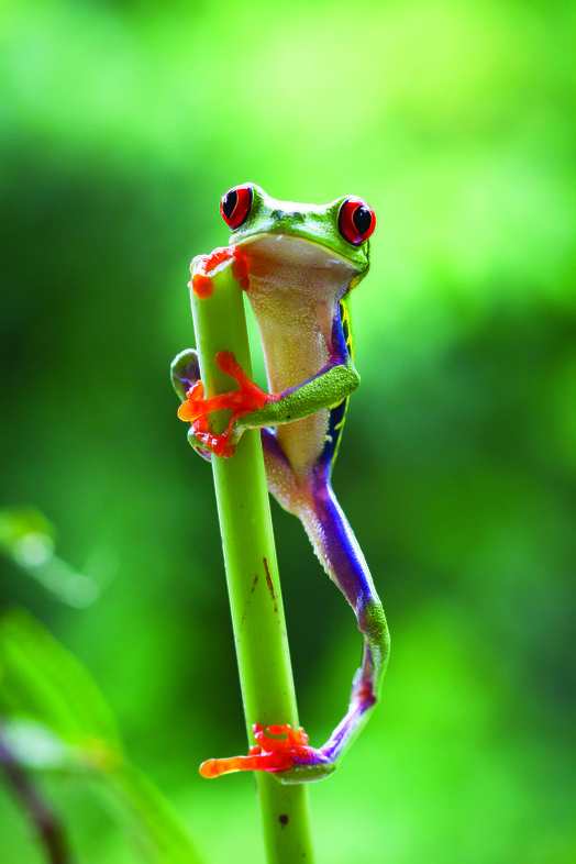 Planet Earth II - Jungles - (c) BBC