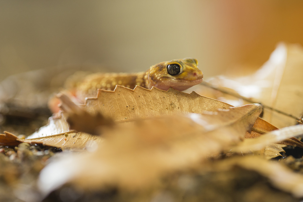 Underwoodisaurus gecko. Image: Stuart Hay, ANU.