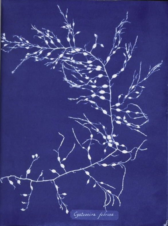 Photographs of British Algae: Cyanotype Impressions (1843)