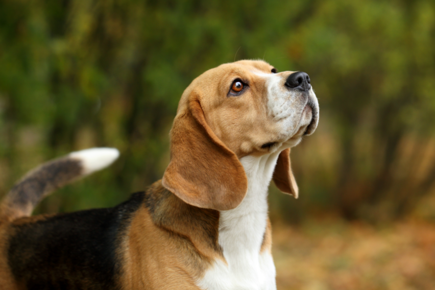 « Pattition » pour une interdiction des expérimentations sur les chiens et les chats