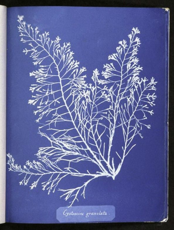Photographs of British Algae: Cyanotype Impressions (1843)