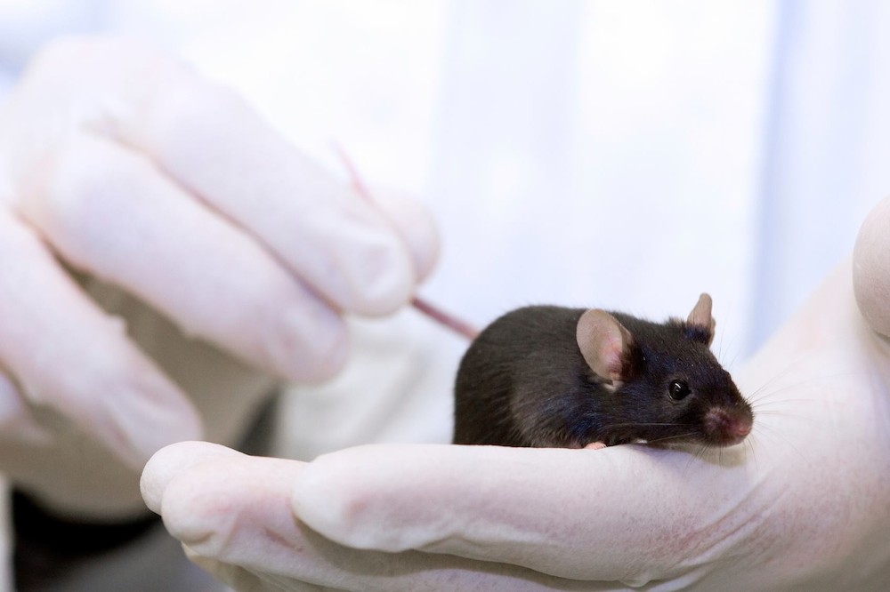 Le plan d’action de l'animalerie de la VUB pour éviter de nouvelles souffrances d’animaux dans les laboratoires est insuffisant