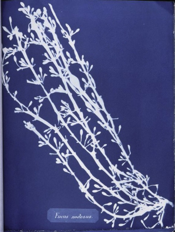 Photographs of British Algae: Cyanotype Impressions (1843)