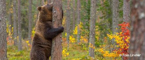Finland ©Tom Linster