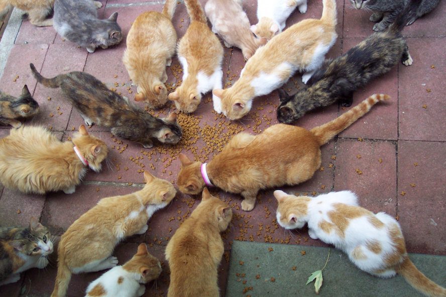 L’identification des chats bientôt obligatoire en Wallonie