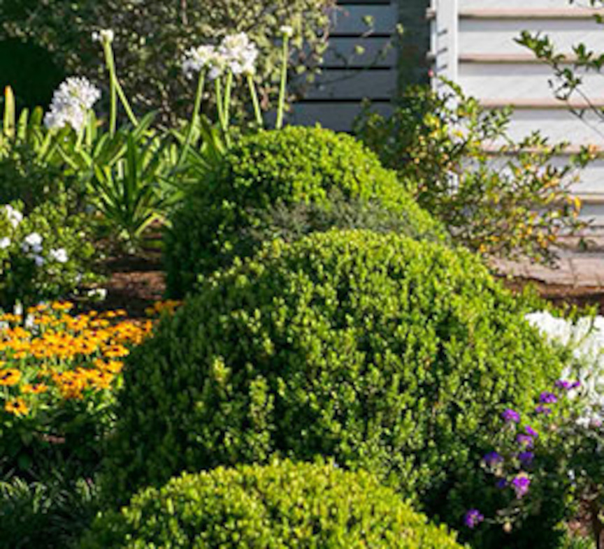 Boxwood Baby Gem (photo credit Pike Nurseries)