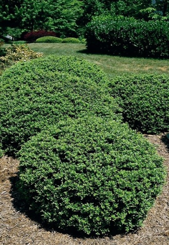 Compact Holly 'Soft Touch' (photo credit Pike Nurseries)