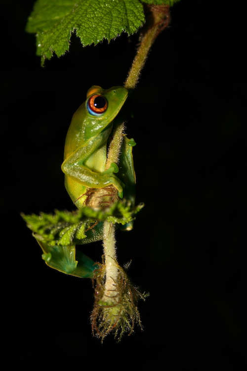 Madagascar