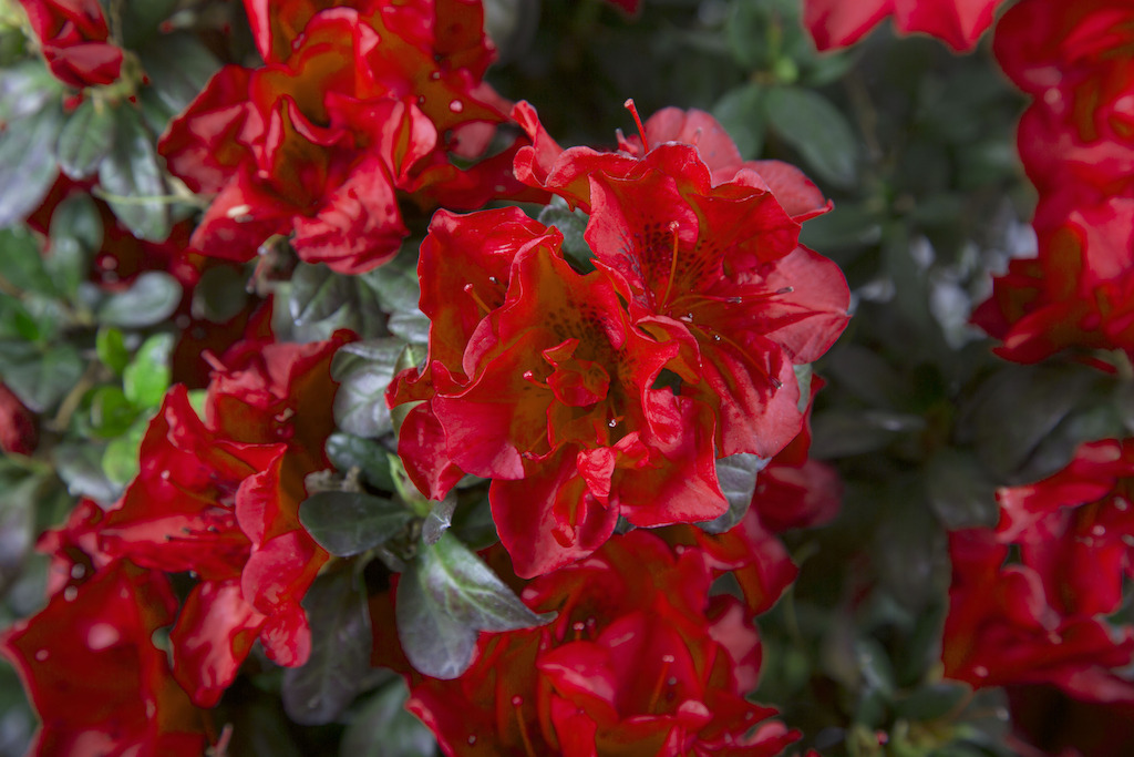 Encore Azalea (photo credit Pike Nurseries)