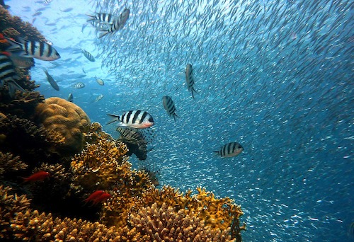 22 May : International Day of Biological Diversity