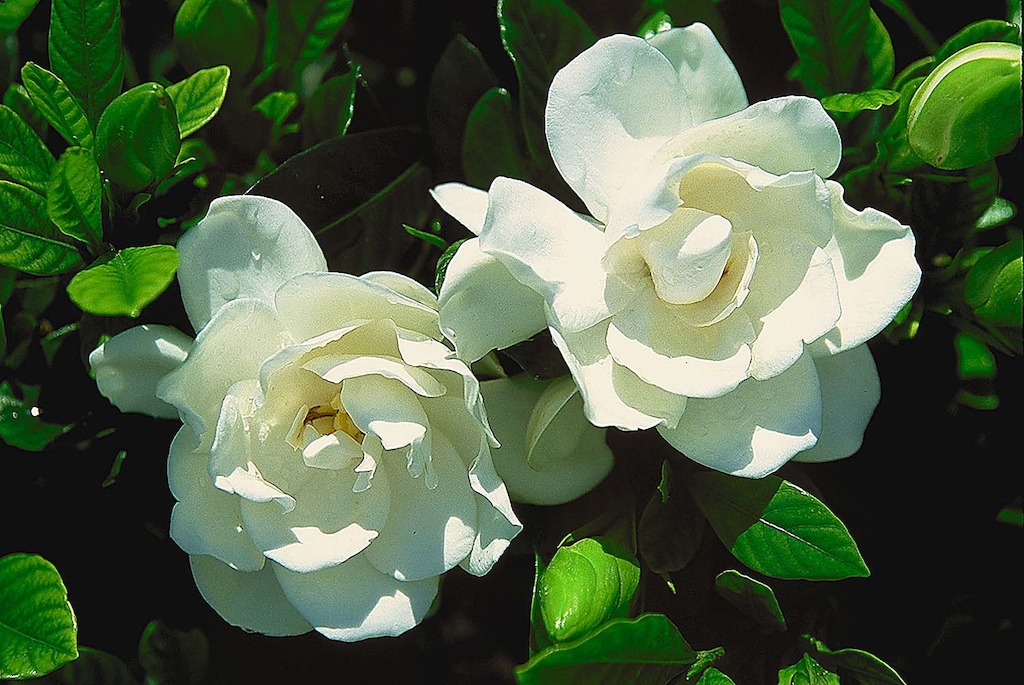 Gardenia August Beauty (photo credit Pike Nurseries)
